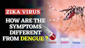 Zika Virus News | How Is Zika Virus Different From Dengue? | Watch Video