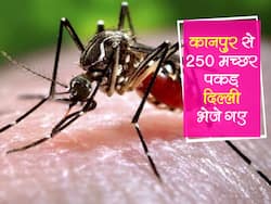 Zika Virus in Kanpur : कानपुर से 250 मच्छरों को पकड़ कर भेजा गया दिल्ली, अब से कानपुर में ही होगा जीका वायरस टेस्ट
