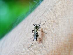 Dengue India Live Update : जबलपुर के एक बड़े होटल में मिला डेंगू का लार्वा,  लगा हजारों रुपये का जुर्माना