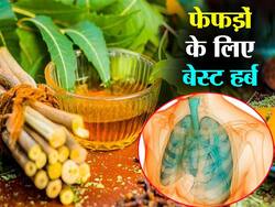 Herbs To Boost Lung Power: आयुर्वेदिक एक्‍सपर्ट ने कहा फेफड़ों को स्‍वस्‍थ रखने की रामबाण औषधि है त्रिकटु, जानें सेवन का सही तरीका