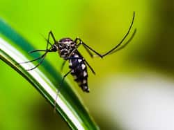 Dengue India Live Update: उत्तर प्रदेश के मेरठ में लगातार तीसरे दिन नहीं दर्ज हुआ डेंगू का कोई भी मामला
