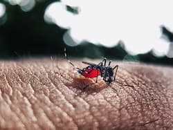 Dengue India Live Update : चंडीगढ़ में डेंगू के 13 नए मामले,  मरीजों की संख्या पहुंची 1466