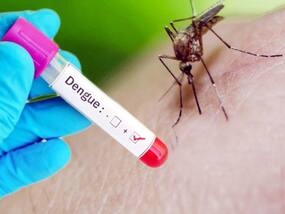 Dengue Cases On The Rise In India: Stay Hydrated, Avoid Unnecessary Painkillers And Antibiotics, Suggest Experts