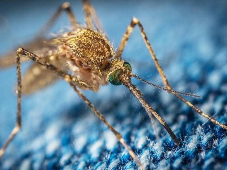 Dengue Cases On The Rise In India: Stay Hydrated, Avoid Unnecessary Painkillers And Antibiotics, Suggest Experts