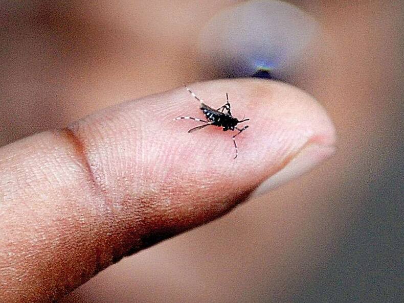 Dengue Cases On The Rise In India: Stay Hydrated, Avoid Unnecessary Painkillers And Antibiotics, Suggest Experts
