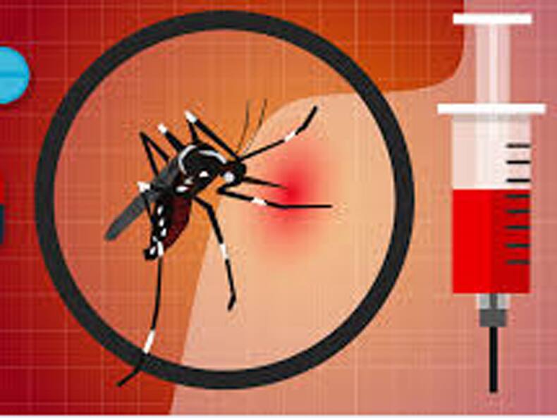 Dengue Cases On The Rise In India: Stay Hydrated, Avoid Unnecessary Painkillers And Antibiotics, Suggest Experts