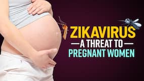 Zika Virus Alert: जीका वायरस क्या है ? जानें कितना खतरनाक है जीका वायरस, फैलने के कारण लक्षण और उपचार | Watch Video