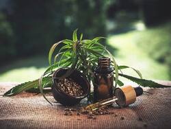 Benefits Of Cannabis: CBD Shrinks Size Of Brain Tumor Glioblastoma In Experimental Model