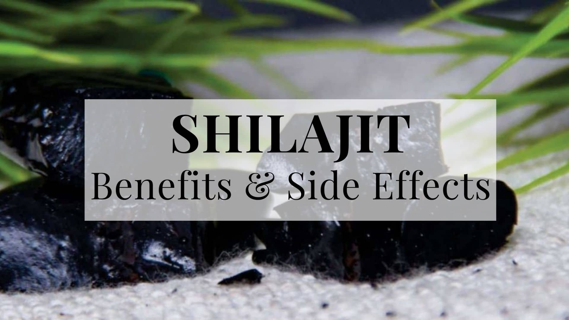 Shilajit: Health Benefits, Uses, Side Effects And More 