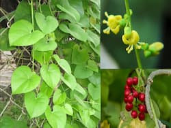 Guduchi (Tinospora Cordifolia)     Health Benefits, Uses, Side Effects, and More