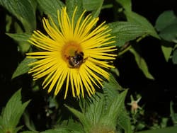 गठिया से लेकर कई शारीरिक दर्द को दूर करे पुष्करमूल, जानें इस जड़ी बूटी के प्रयोग का सही तरीका