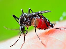 Dengue India Live Update: दिल्ली में डेंगू के मामलों की संख्या 9000 के पार, बीते 6 साल में सबसे ज्यादा मौतें