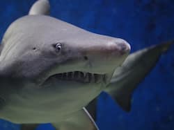 Proteins From Shark May Help Prevent Coronavirus Infections: Study