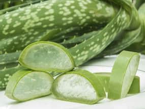 Aloe Vera: Health Benefits, Uses, Side Effects, and More