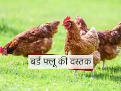 केरल में सामने आया बर्ड फ्लू का पहला मामला, एक्सपर्ट ने बताया इंसानों में फैलने का खतरा कम