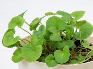 brahmi-bacopa