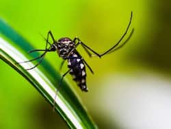 Dengue India Live Update : डेंगू से मौत के मामले में राजस्थान अव्वल, जानें मौत के मामले में कौन से राज्य सबसे आगे