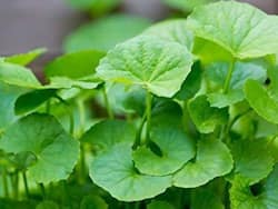 Centella Asiatica: Health Benefits, Uses And Side Effects Of Gotu Kola