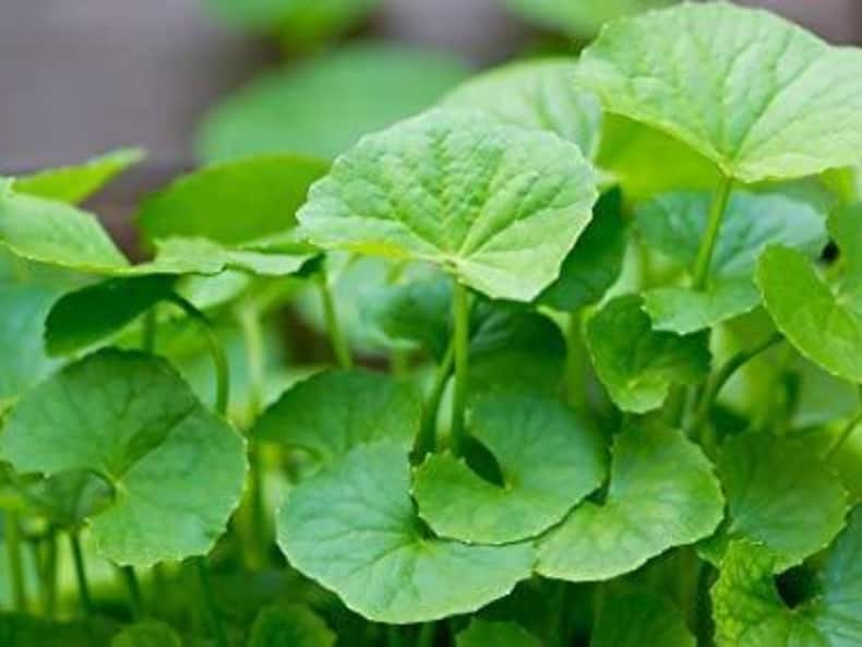 Herbs For Brain Health: जवानी में खाएंगे ये 6 जड़ी-बूटियां तो बुढ़ापे में नहीं होगी भूलने की बीमारी, 100 साल तक दिमाग रहेगा तेज!