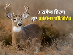 COVID-19 Virus Found in 3 Deer: कनाडा में 3 हिरण हुए कोरोना पॉजिटिव, किसी में भी नहीं था कोरोना का लक्षण