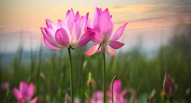 Nelumbo Nucifera: 9 Health Benefits Of Lotus Flower