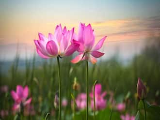 Lotus Flower Benefits: तनाव, चिंता से राहत दिलाए कमल का फूल, जानें इस औषधीय  फूल के फायदे  हिंदी