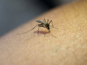 First Case Of Zika Virus Reported In Delhi, Authorities Asks People To Be Vigilant