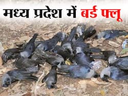 Bird Flu In Madhya Pradesh: भोपाल के पास इस जिले में बर्ड फ्लू की पुष्टि, 4 दिन में 48 कौओं की हुई मौत