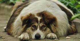 7 Warning Signs Your Pet Could Be Overweight; Here's How You Can Help Them