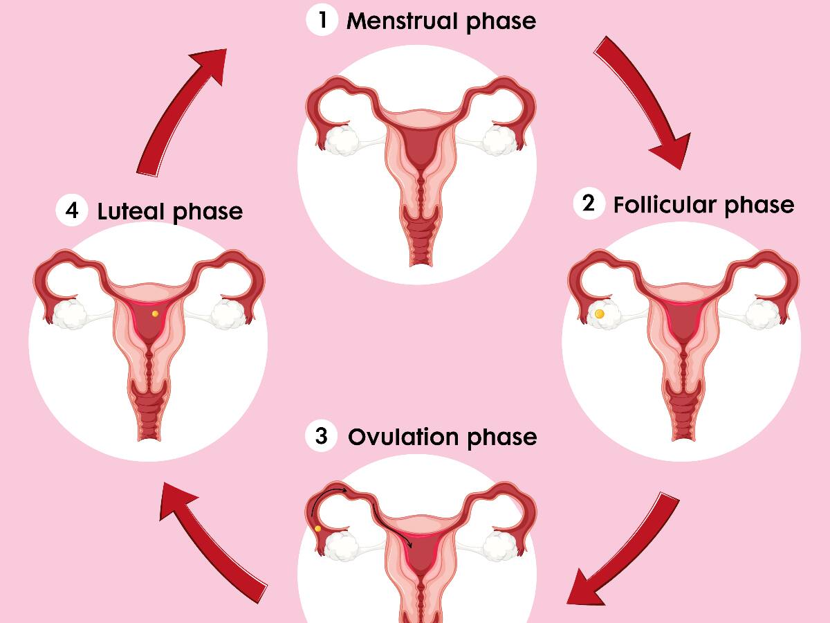 Trying To Conceive Ovulation Myths Debunked By An Expert 