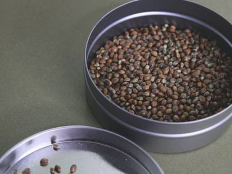 सर्दियों के मौसम में डाइट में दें इन 4 Seeds को जगह, स्वास्थ्य को मिलेंगे कई फायदे