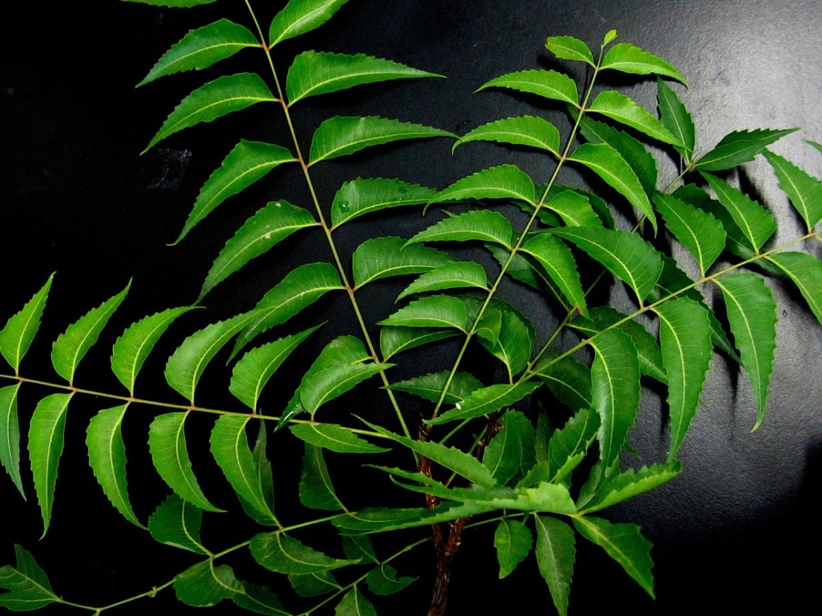 Neem Benefits and Uses नीम के फायदे, औषधीय गुण, लाभ और नुकसान