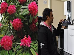 Phytochemicals In Himalayan Buransh Plant Could Potentially Be Used To Treat COVID-19 Infections: Indian Researchers