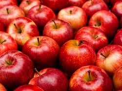 Drug-Resistant Yeast    Candida Auris    Found In Apples Purchased From Delhi Market