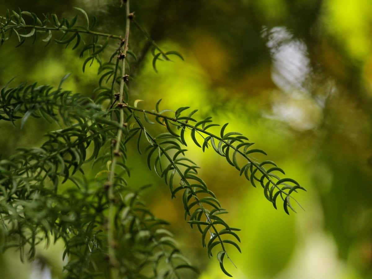 Asparagus racemosus Benefits and Uses शतावरी के फायदे, औषधीय गुण, लाभ