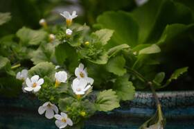 Bacopa: Health Benefits, Uses And Side Effects Of Brahmi