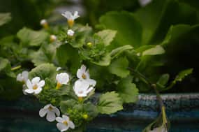 Bacopa: Health Benefits, Uses And Side Effects Of Brahmi