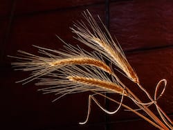 Barley Benefits and Uses- जौ के फायदे, औषधीय गुण, लाभ और नुकसान