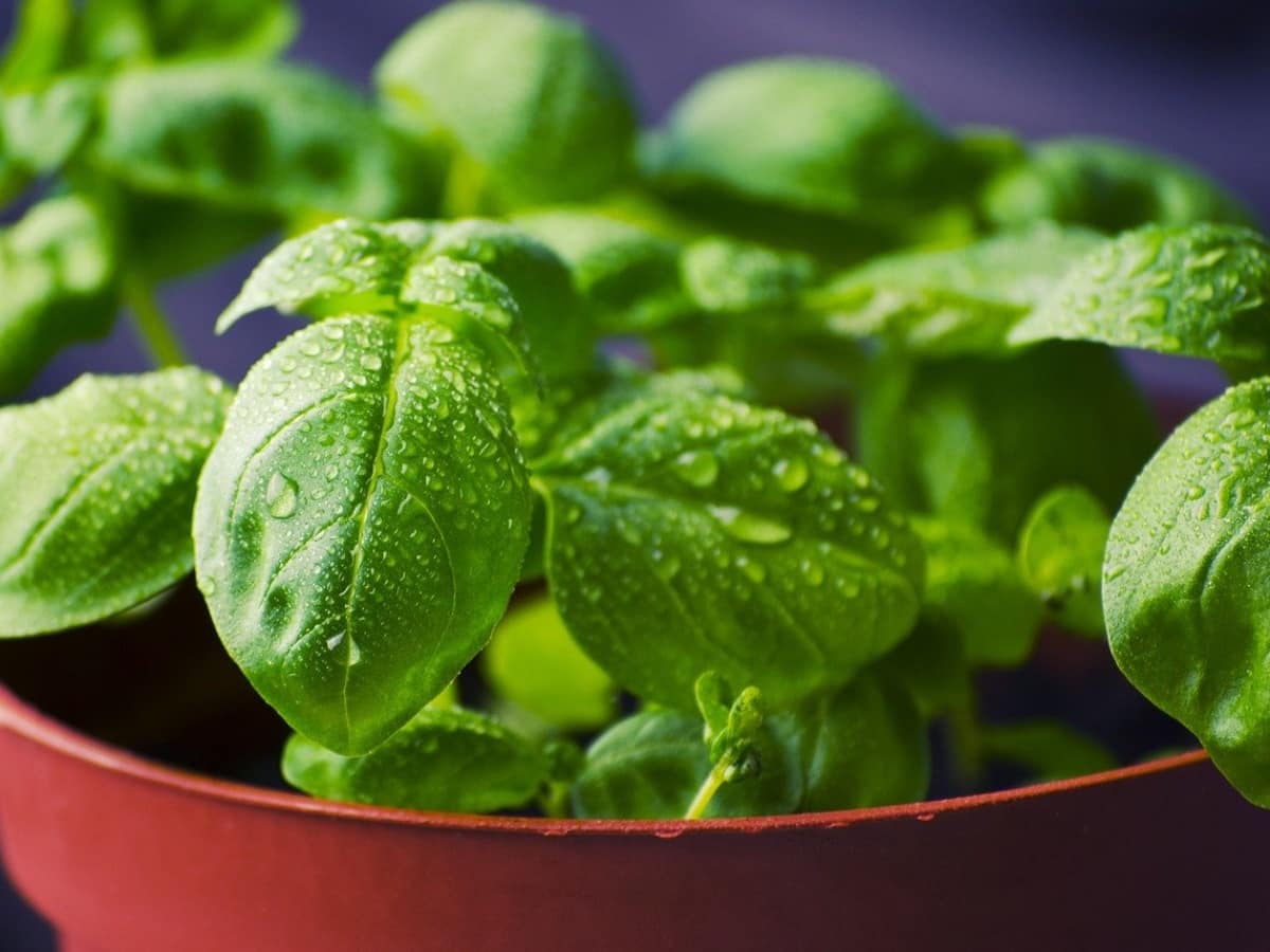 Basil Benefits and Uses