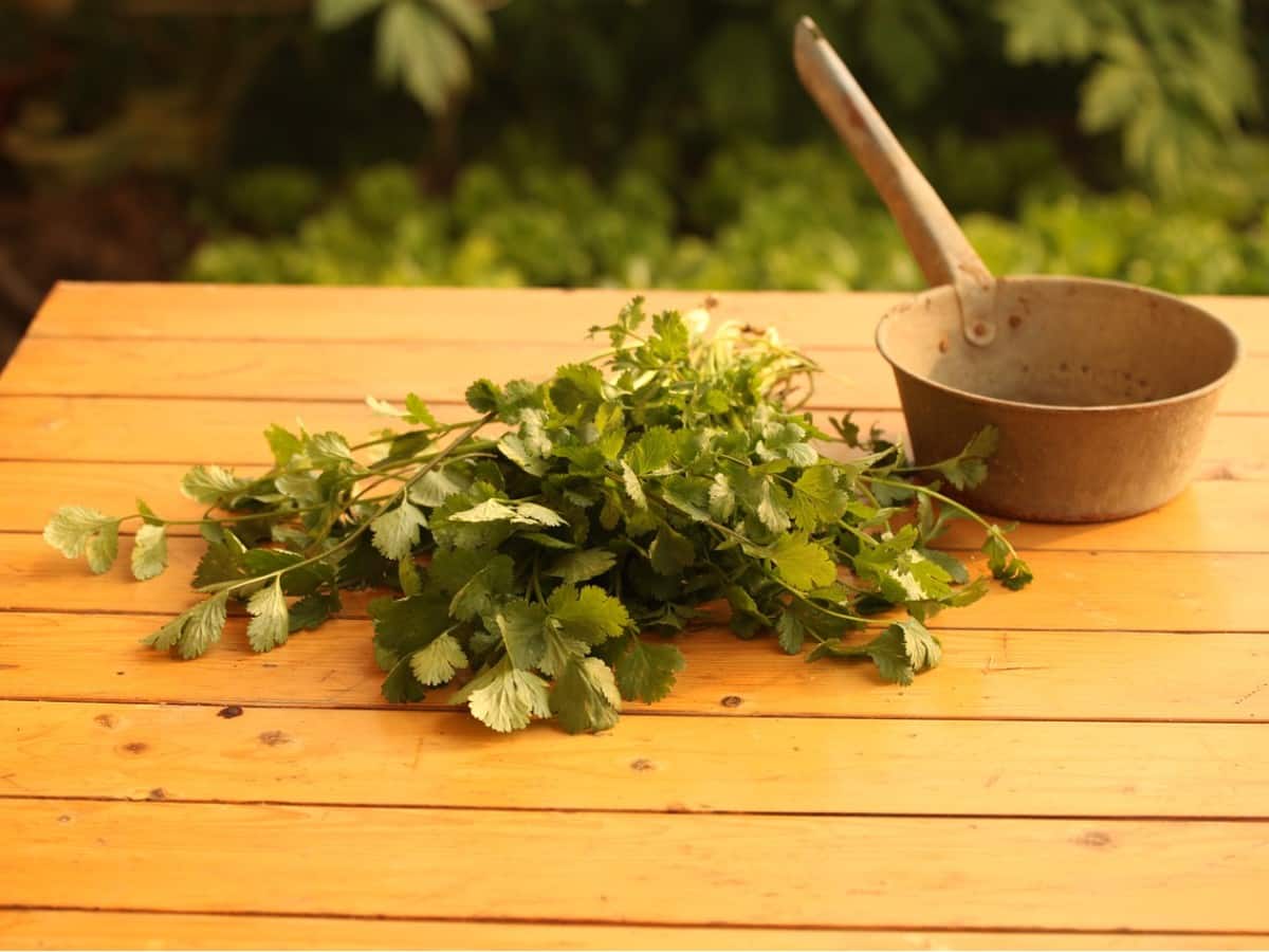 Coriander (Dhaniya): Health Benefits, Uses, Side Effects And More |  