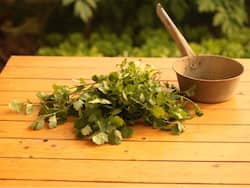 Coriander Benefits and Uses - धनिया के फायदे, साइड इफेक्ट्स, उपयोग और अन्‍य