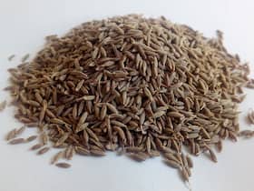 Cumin Benefits and Uses- जीरे के फायदे, औषधीय गुण, लाभ और नुकसान