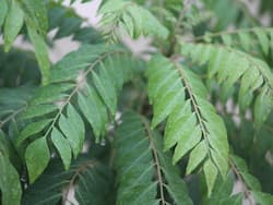 Curry leaf Benefits and Uses- कढ़ी पत्ते के फायदे, औषधीय गुण, लाभ और नुकसान