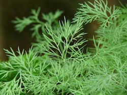 Dill Benefits and Uses- डिल के फायदे, औषधीय गुण, लाभ और नुकसान