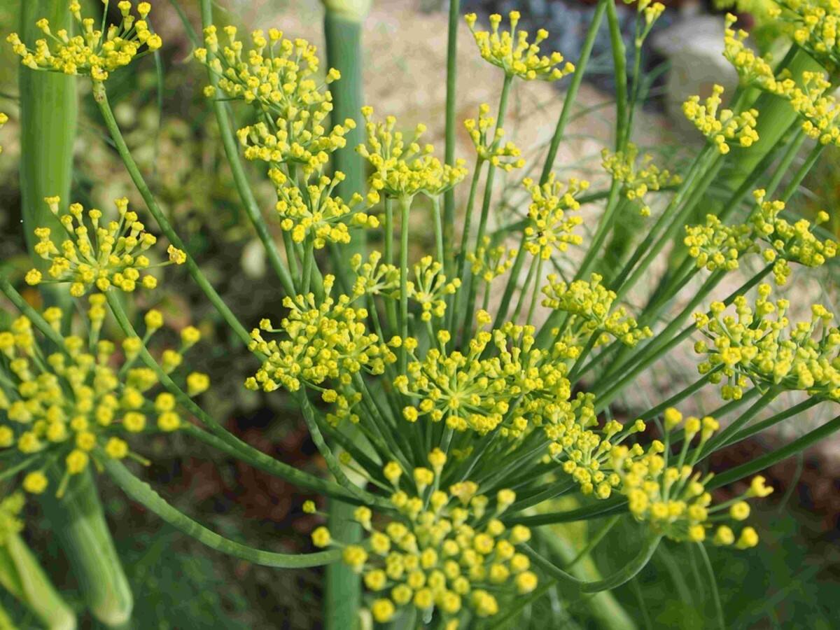 Fennel Benefits and Uses सौंफ के फायदे, औषधीय गुण, लाभ और नुकसान