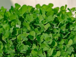 Fenugreek Benefits and Uses- मेथी के फायदे, औषधीय गुण, लाभ और नुकसान