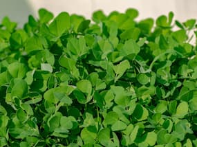 Fenugreek Benefits and Uses- मेथी के फायदे, औषधीय गुण, लाभ और नुकसान