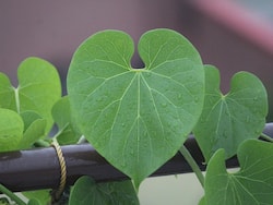 Giloy Falsely Linked To Liver Damage, No Toxic Effect In Appropriate Doses: Ayush Ministry