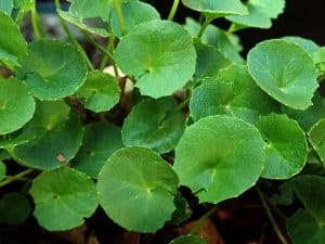 Gotu Kola