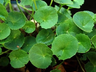 Centella Asiatica For Skin: Benefits And Side Effects  